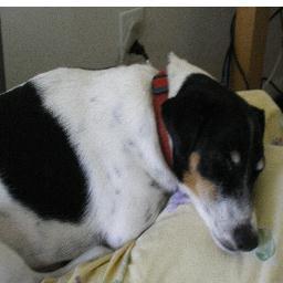 Dolci_News's profile picture. Love News