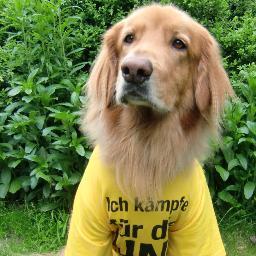 servicedog assistance allert  our HappyHypo-Dog indicate hypoglycemia-especially in type 1 diabetes  affected in early stage of hypoglycemia and save live