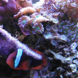 At Imagine an Ocean, we design, install, maintain and advance all types of aquatic systems; specializing in tropical freshwater systems and reef-type aquaria.