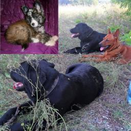 Kennel dog * Anda Frelsis *
