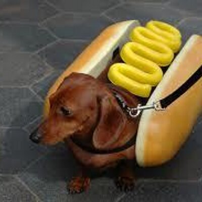 Hot Dog Dachshund Puppy Hot Dog Dachshund Puppy