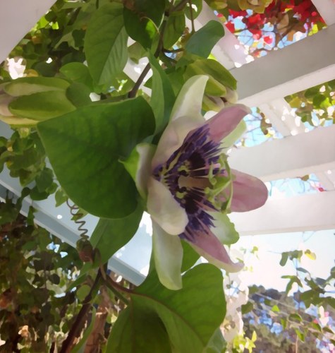 Lilliflora's profile picture. 