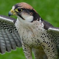 Falconry Days.com (@falconrydaysne) 's Twitter Profile