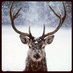 Phil cannings (@philcannings) Twitter profile photo