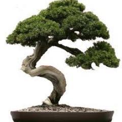 You like bonsai? follow me because here are news, pics and more!.