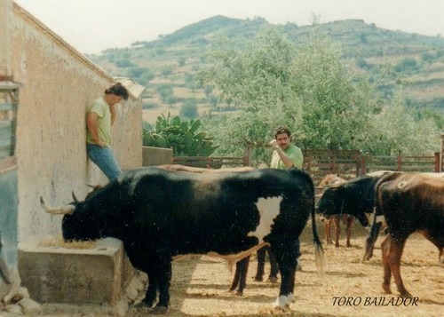 conductor camiones de limpiaza y tambien T.T.S  En Valencia conduciendo ambulancias en servicios de una de mis pasiones los toros