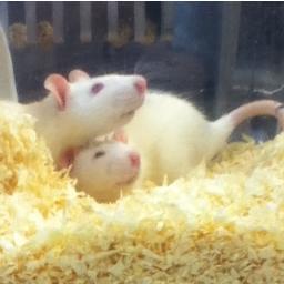 A little blog to inspire all those who relate to animal behavior.
Better quality care, more valid results.