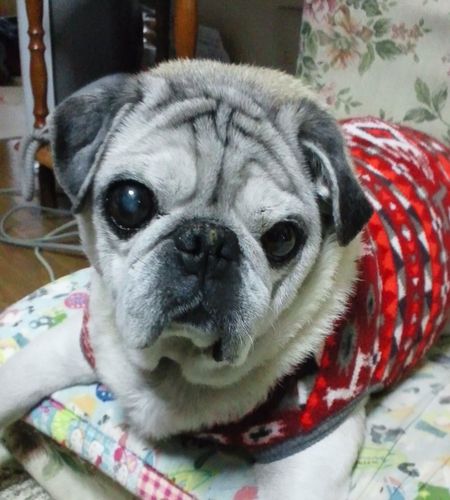 アイコンは亡き愛犬ブンタ（2013年2月没。享年15歳9ヶ月）。動物大好き。敬愛するアーティストはSTING、杉山清貴、SNARE COVER。
(偶然の頭文字S)。今YouTube視聴とPCゲームにハマり中。Xはタイムラインが見づらくなってから朝しか浮上してません。アクション通知も来なくなったのはなぜだ？