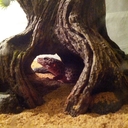 Avery Shoemaker - @mapletreefrog - Twitter