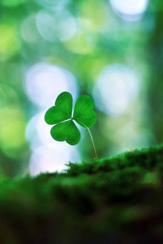 ymrosell's profile picture. 