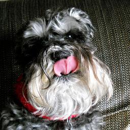 deheadhugger's profile picture. 