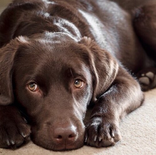Fanpage for @AndyCoxon1 and @TomBlumberg's adorable dog Barney x