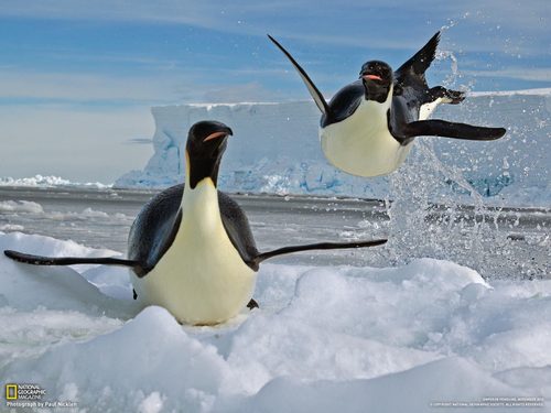 ProblemPenguin's profile picture. Penguins are the shit. We wear tux's and live in the south pole