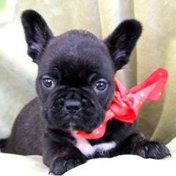I'm Chester, a French Bulldog! I love playing, eating and causing mischief! Follow my adventures over at my blog, http://t.co/ZBSQNoz9!