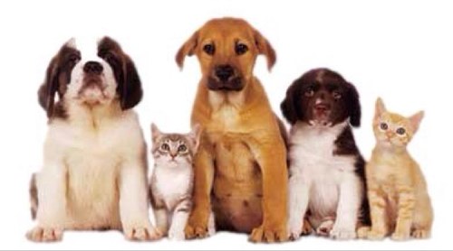We are a FB page, est. 2011 (The Pet Lost & Found - Peterborough) If you have a pet, or know someone who does, follow us! Help every pet find it's way home!