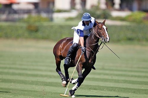 ERICOLEA's profile picture. Polo Player, Collector of Art & Antiquities, Entertainment Law, Human Rights Activist, Culinary Arts & Style Enthusiast