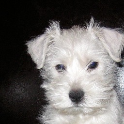 FoxShannon's profile picture. 