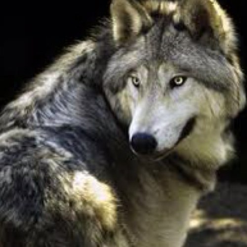 Im a male wolf alpha of Elk Ridge pack. Gold-gray fur and amber eyes. Siblings @CyatheWolf,@ivletthegreat,@anneliesejl,@WarriorWolves, @davecazz,@Nightwolfy90.