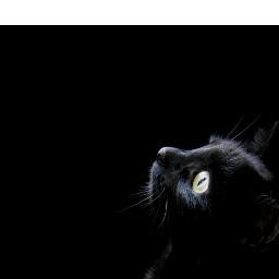 GossipGuy__'s profile picture. 