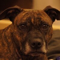 Ambrosious (@ambrosious) 's Twitter Profile
