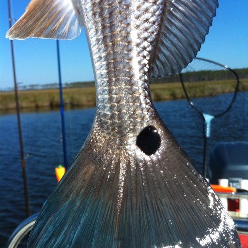 usmc_angler's profile picture. 