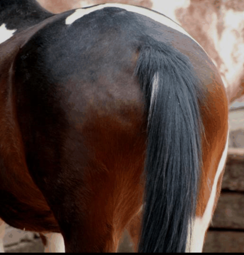 Whydoufollowme's profile picture. just an old fat guy running his mouth