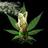 SmokeWeedToday's profile image
