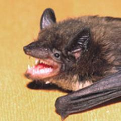 tcea_bat's profile picture. Just an Austin bat who loves TCEA!