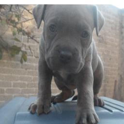 DynasticDaniel's profile picture. 