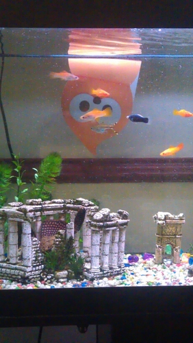 fleeters1965's profile picture. very proud mum & mee -ma!