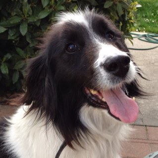 BigTonyCoyle's profile picture. enjoy good food, running and football.