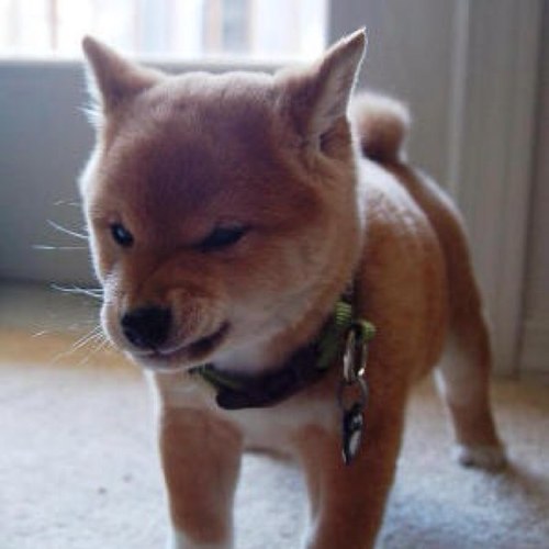 sekaist's profile picture. Don't get sentimental. It always ends up drivel 맥거핀 펭수🐧💙