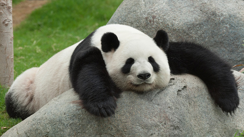 I'm a Panda Bear.
