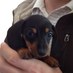 Ang ❤️ dc the dachshund (@angthompson5050) Twitter profile photo