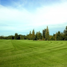 Western Turf Farms has been Family owned and Operated since the 1950’s. With over 500 acres and only growing, when you need sod we will be there.