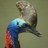 cassowary_jp