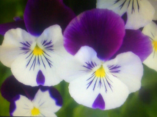 81_orchid's profile picture. orchid snack jual aneka snack,cake ,  gabung jadi reseler 021- 92997024