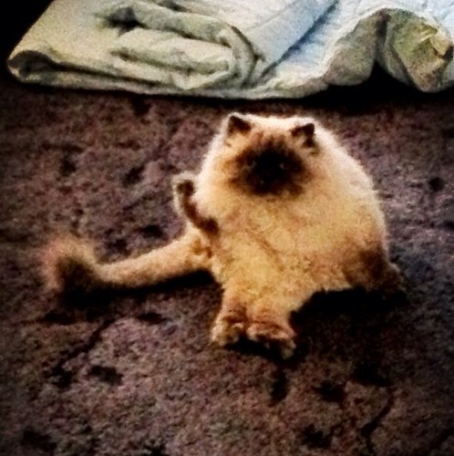 imkitty_bitties's profile picture. 