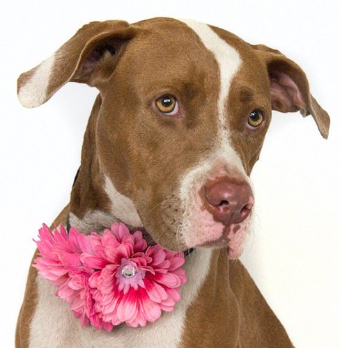 Pawsitive Shelter Photography, Inc. -- Volunteers working to save good pets thru better photograph