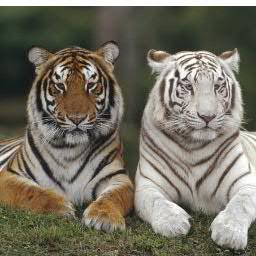 francuzov4's profile picture. 