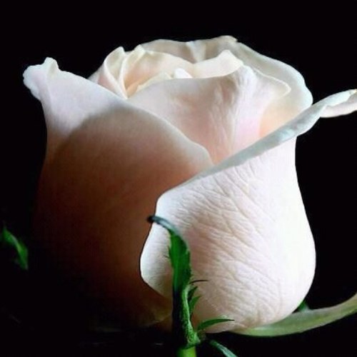 JomanShami's profile picture. حساب شخصي