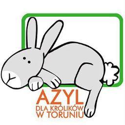 Zakochaj się w uszach po uszy! Adopcje królików/ Rabbit Rescue in Torun/Poland - love bunnies and adopt one!