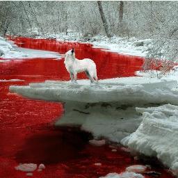 crimsonwaters21's profile picture. Just a girl in a shattered glass world