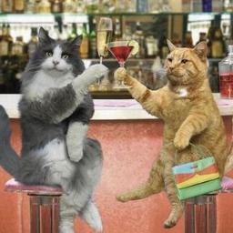 猫カフェ『芦屋 ねこの手』猫様の奴隷・ 好きなもの【動物＆自由】 ネットは不慣れですが頑張ります！！ブログもありますのでそちらもお願いします〜！