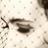 joleneaflower's profile image