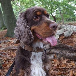 grovekennels Profile Picture