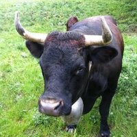 gasser kurt (@gasserkurt) 's Twitter Profile