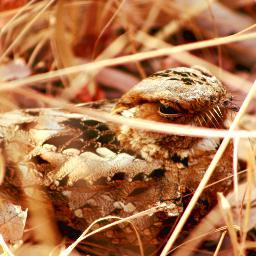 Martin Stevens, Jolyon Troscianko, Jared Wilson-Aggarwal & Claire Spottiswoode study the camouflage of nightjars & plovers in Africa. See also @SensoryEcology