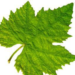 WijngaardenWIJN's profile picture. 