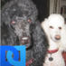 Candace (@stillwaters1029) Twitter profile photo